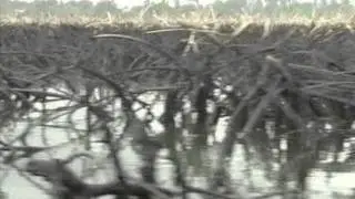 Nigerian oil pollution may need world's biggest clean-up: UN