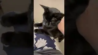 Mabel is an old bean and loves a fuss. #cats #shorts #subscribers