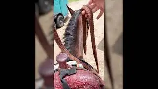 The Proper Way to Hold Split Reins