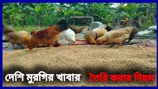 🐔অল্প টাকায় মুরগির খাবার কিভাবে তৈরি করবেন Low Cost Chicken Feeding 🦃