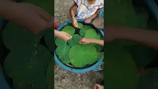 Buah Kresen Daun Lotus