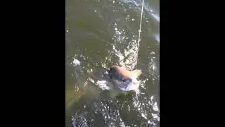 Fishing with Bayou Charters