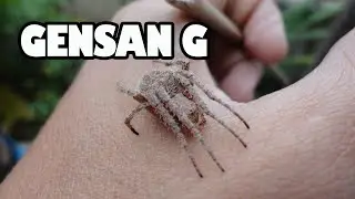 Gensan Lines G