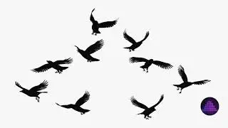 Sound Effect- Crows Ambience ~ Download  -By  Audio Effects