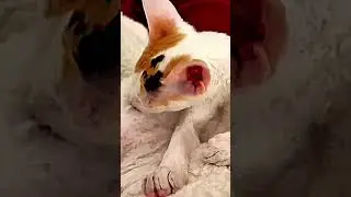 Soft Sands & Silk: Cadenza&rsquo;s Grooming ASMR #cornishrex #cat #catbreed #kitten #shorts