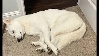 Kaia's Dreamland: Siberian Husky Sleeping and Twitching Moments