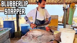 Bubblelip Snapper | How to Perfectly Clean and Fillet this Exotic Catch!