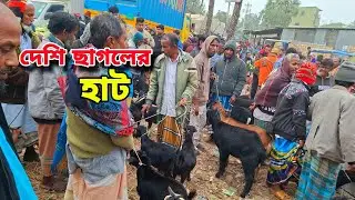 শিতে দেশি ছাগলের বিখ্যাত হাট নকলা বাইপাস | goat market price in nakla Sherpur 