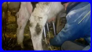 первая дойка после отела//первое поение теленка//Registered Cow being milked with a bucket milker.