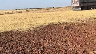 Se incorporan lo merinos a la cubrición 