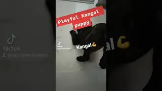 Catel😅#shorts #kangal #alabai #foryou #funny #funnyvideo #fyp #vlog #new #my #animals #money #puppy