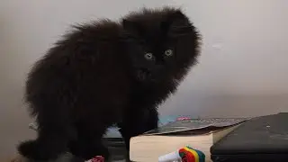 The Kittens at 10 weeks - Wildwood, New Zealand