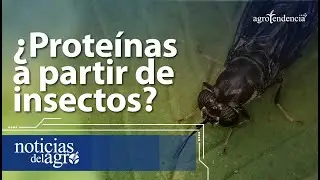 MOSCA SOLDADO NEGRA ¿Cómo producen alimentos a partir de este insecto?