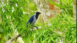 Jay Violaceous 147
