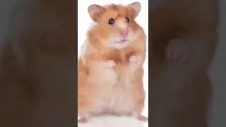 https://www.youtube.com/@xomka_27