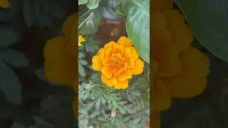 Beautiful marigold flowers || Home Gardening | #flowers #youtubeshorts #trendingshorts #shorts