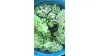 Dr Who Strain Review
