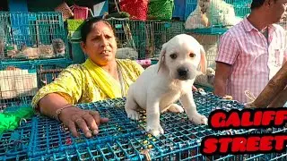 Galiff street pet market video || Kolkata dog market || Best dog market in kolkata ||
