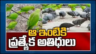 ఆ ఇంటికి ప్రత్యేక అతిధులు: Vizag Man Feeds Hundreds of Parrots Every Day | 10TV News