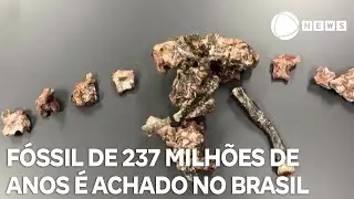 F&oacute;ssil de 237 milh&otilde;es de anos &eacute; encontrado no Brasil