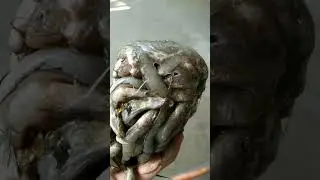 FROZEN FISH🥶🐟