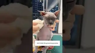Как ухаживать за кошкой породы сфинкс🧑&zwj;🦲