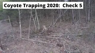 Coyote Trapping 2020:  Check 5