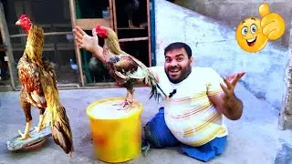 Mere SHO Ka Shoq Karo | Hashim Kay parinday