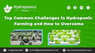 Top Common Challenges in Hydroponic Farming and How to Overcome-HydroponicsTown