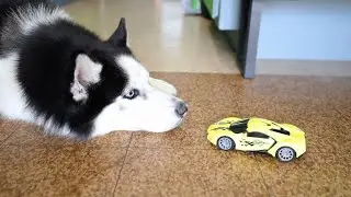 My Husky vs. Remote Control Race Car (FUNNY REACTION)