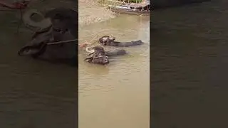 Buffalo bathing in canel water #buffalo #buffalofarming #buffalobaby #cowfarm #cowbaby