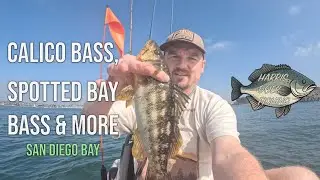 Calico Bass, Spotted Bay Bass and more in San Diego Bay // Fall 2025 #fishing #ocean #bass #fish
