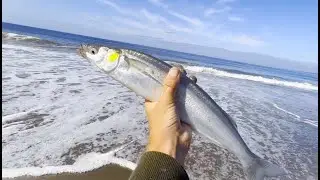 Jacksmelt and Surf Perch Fishing - Santa Cruz, CA