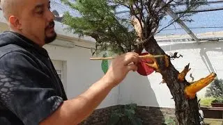Cryptomeria Japónica 4 - Soplete y líquido de jin