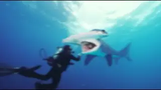 Одно из самых страшных нападений акул-молотов всех времен