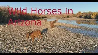 Wild Horses In Arizona Aerial Views in 4K