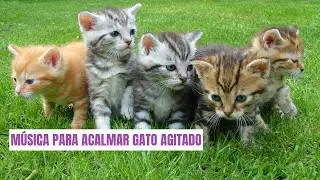 M&uacute;sica para acalmar gato agitado | M&uacute;sica relaxante para gatos | Som para acalmar gatos