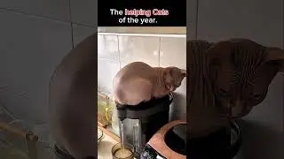 Helping Cats of the year 😹😹 #cat #omglookatherlegs #funny #trendingshorts #memes #catvideos #cats