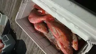 PEZCA DE TODO TIPO DE PECES PARA VENDER EN EL 
