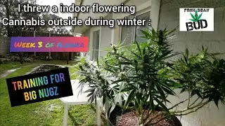 I dumped a indoor flowering cannabis plant outdoors in winter.