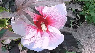 Hibiscus, mallow family, Malvaceae,  mallows #gardeninginmyyard