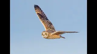 Short-eared Owl Hunting