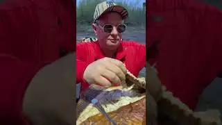 ЭТА РЫБА БЕЗРАЗМЕРНАЯ 🐟 КАЛКАН ГОРЯЧЕГО КОПЧЕНИЯ #рыбец64 #рыба #еда
