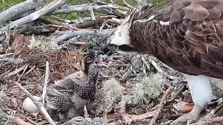 #1 S&auml;&auml;ksilive (Osprey Cam in Finland) | Mom feeding baby osprey | July 7, 2022