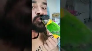 Dancing Parrot Disco Dancer #shorts #parrot #discodancer