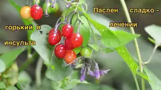 Дулькамара как помощник в сложных ситуациях