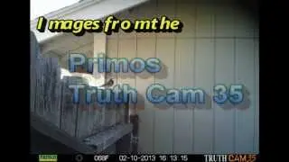 Primos Truth Cam 35 Demo Images