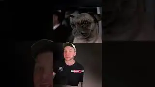 Top 5 Dog Performances ln Movies!!! #movies