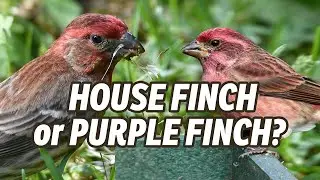 Bird Identification: House Finch or Purple Finch?