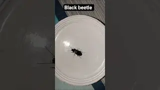 Black beetle #insects #shorts #youtubeshorts #viral #trending #animals
